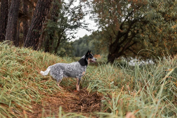 秋天的时候 一条蓝色的猎狗在用树叶玩耍 健康快乐的狗 — 图库照片