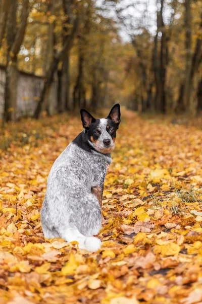 Młody Niebieski Piesek Bawiący Się Liśćmi Jesienią Szczęśliwy Zdrowy Pies — Zdjęcie stockowe