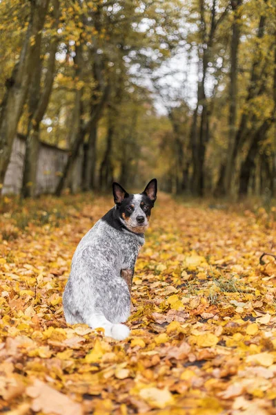 Νεαρό Μπλε Σκυλί Heeler Παίζει Φύλλα Φθινόπωρο Ευτυχισμένο Υγιές Σκυλί — Φωτογραφία Αρχείου