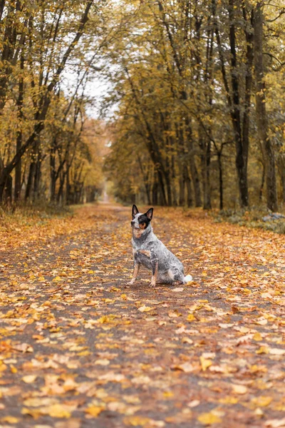 Young Blue Heeler Dog Playing Leaves Autumn Happy Healthy Dog — Stock Photo, Image