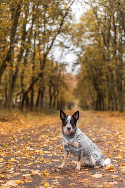 Молодий Синій Цілитель Собака Грає Листям Восени Щасливий Здоровий Собака — стокове фото