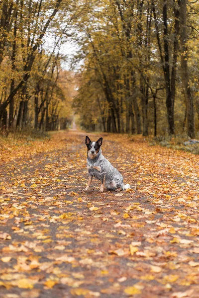秋天的时候 一条蓝色的猎狗在用树叶玩耍 健康快乐的狗 — 图库照片