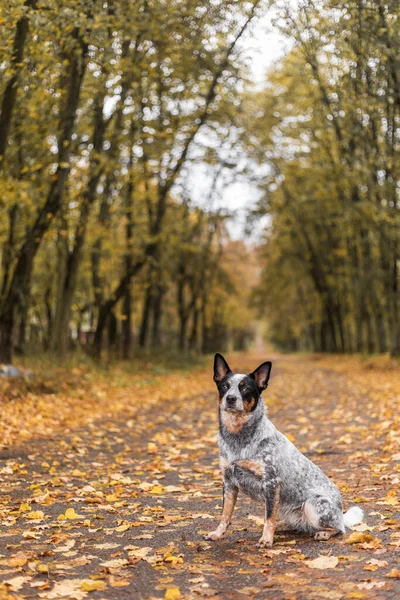 Sonbaharda Yapraklarla Oynayan Genç Mavi Düdüklü Köpek Mutlu Sağlıklı Köpek — Stok fotoğraf