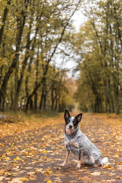 Молодий Синій Цілитель Собака Грає Листям Восени Щасливий Здоровий Собака — стокове фото