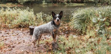 Sonbaharda yapraklarla oynayan genç mavi düdüklü köpek. Mutlu sağlıklı köpek..