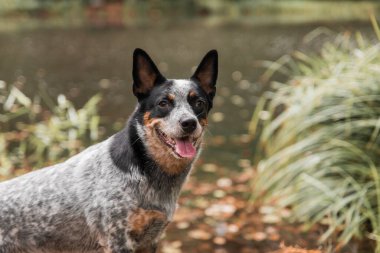Doğadaki köpek. Sonbahar havası. Yaprağın içindeki mavi düdüklü köpek ormana düştü. Avustralya sığır köpeği