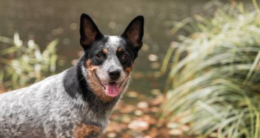 Doğadaki köpek. Sonbahar havası. Yaprağın içindeki mavi düdüklü köpek ormana düştü. Avustralya sığır köpeği