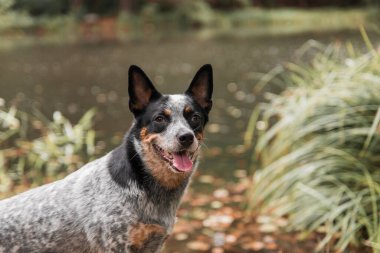 Doğadaki köpek. Sonbahar havası. Yaprağın içindeki mavi düdüklü köpek ormana düştü. Avustralya sığır köpeği