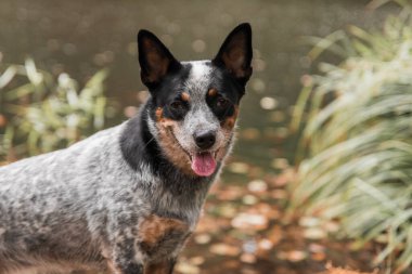 Doğadaki köpek. Sonbahar havası. Yaprağın içindeki mavi düdüklü köpek ormana düştü. Avustralya sığır köpeği