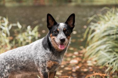 Sonbaharda yapraklarla oynayan genç mavi düdüklü köpek. Mutlu sağlıklı köpek..