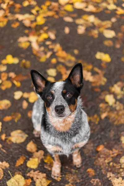 Jonge Blauwe Heeler Hond Die Herfst Met Bladeren Speelt Gelukkige — Stockfoto