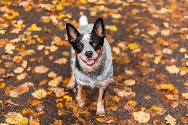 Sonbaharda Yapraklarla Oynayan Genç Mavi Düdüklü Köpek Mutlu Sağlıklı Köpek — Stok fotoğraf