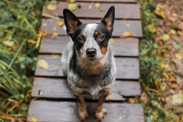 Sonbaharda Yapraklarla Oynayan Genç Mavi Düdüklü Köpek Mutlu Sağlıklı Köpek — Stok fotoğraf