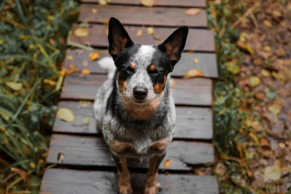 Młody Niebieski Piesek Bawiący Się Liśćmi Jesienią Szczęśliwy Zdrowy Pies — Zdjęcie stockowe