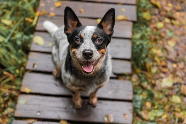 Jonge Blauwe Heeler Hond Die Herfst Met Bladeren Speelt Gelukkige — Stockfoto