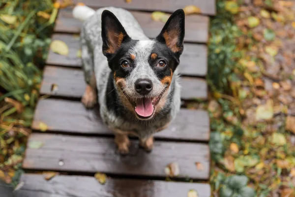 Jonge Blauwe Heeler Hond Die Herfst Met Bladeren Speelt Gelukkige — Stockfoto