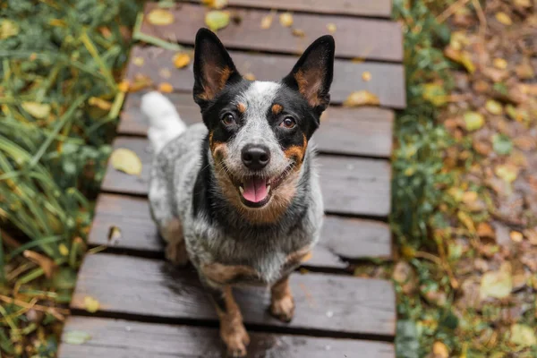 Joven Perro Tacón Azul Jugando Con Hojas Otoño Feliz Perro —  Fotos de Stock