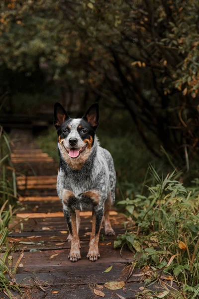 若い青いヒーラー犬が秋に葉と遊ぶ 幸せな健康な犬 — ストック写真