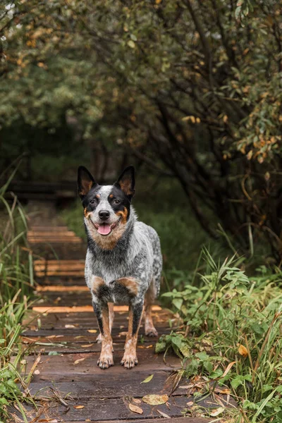 Joven Perro Tacón Azul Jugando Con Hojas Otoño Feliz Perro — Foto de Stock