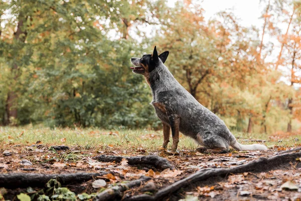 狗的本性 秋天的心情树叶中的蓝皮狗掉进了森林 澳大利亚牧羊犬 — 图库照片