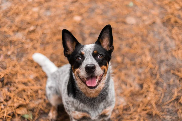 Jonge Blauwe Heeler Hond Die Herfst Met Bladeren Speelt Gelukkige — Stockfoto