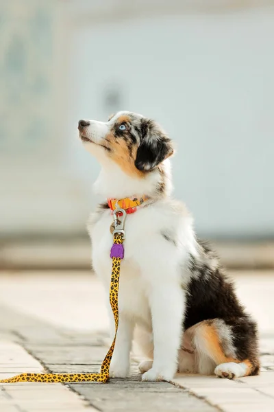 Miniature American Shepherd dog portrait. Dog photo. Blue eyes dog. Domestic animal on the walk