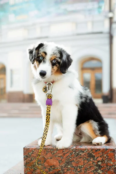 Miniature American Shepherd dog portrait. Dog photo. Blue eyes dog. Domestic animal on the walk