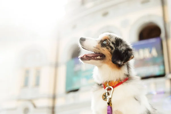 Miniature American Shepherd dog portrait. Dog photo. Blue eyes dog. Domestic animal on the walk