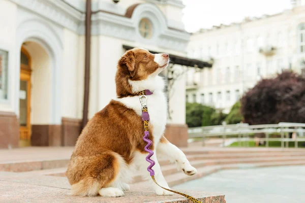 Retrato Perro Pastor Americano Miniatura Lindo Perro Paseo Ciudad —  Fotos de Stock