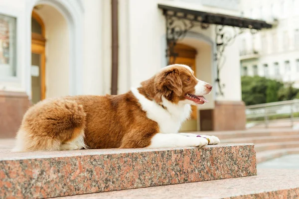 ミニチュアアメリカ羊飼いの犬の肖像画 街の散歩でかわいい犬 — ストック写真