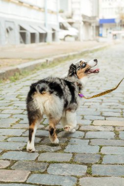 Miniature American Shepherd dog portrait. Dog photo. Blue eyes dog. Domestic animal on the walk
