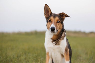 Kahverengi, melez, dili dışarıda ve mutlu yüzlü bir köpek.