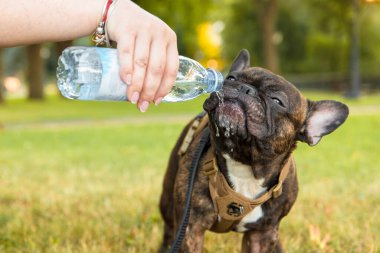French Bulldog drinking water from bottle. Dog dehydration. Water balance. Hot summer with pet clipart