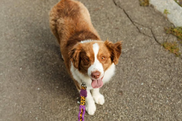 Miniatur American Shepherd Hund Portrait Netter Hund Beim Stadtspaziergang — Stockfoto