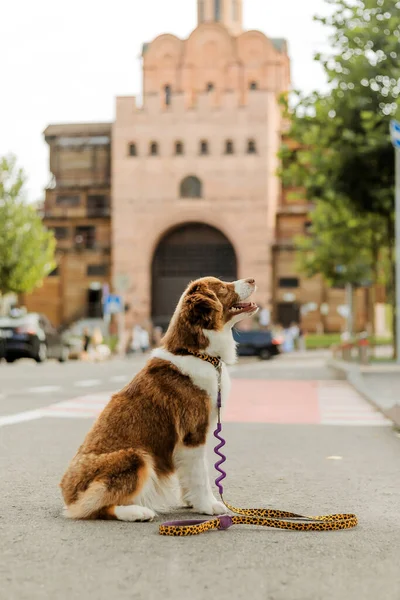 Miniatur American Shepherd Hund Portrait Netter Hund Beim Stadtspaziergang — Stockfoto