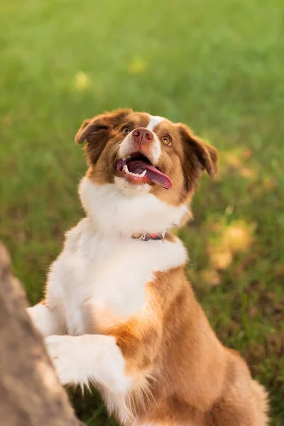 Miniaturowy Portret Owczarka Amerykańskiego Cute Pies Lecie — Zdjęcie stockowe
