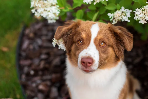 ミニチュアアメリカ羊飼いの犬の肖像画 夏のかわいい犬 — ストック写真