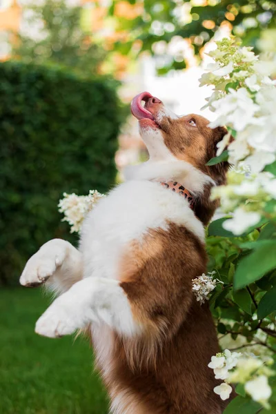 ミニチュアアメリカ羊飼いの犬の肖像画 夏のかわいい犬 — ストック写真