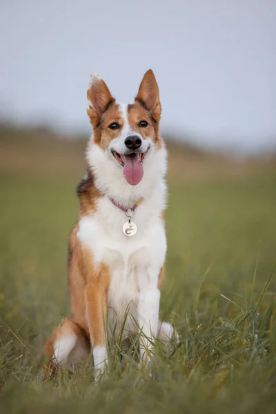 Brown Mixed Breed Dog Tongue Out Happy Face Walk — Stock Photo, Image