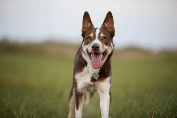 Border Collie dog with tongue out and happy face on the walk