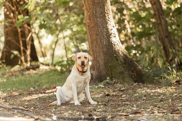 Собака Ретривер Лабрадора Лесу Симпатичный Пёс Поза Собаки Обучающая Собака — стоковое фото