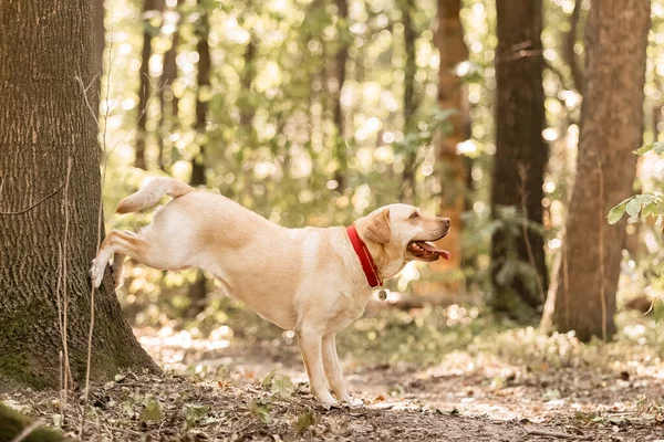 拉布拉多猎犬在森林里觅食 可爱的狗 摆姿势 训练狗 — 图库照片