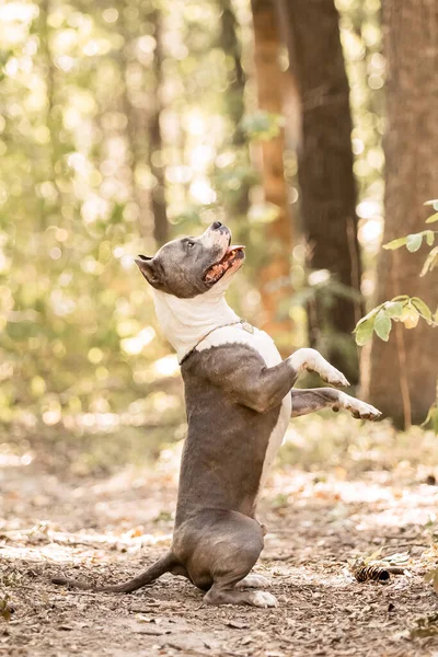 American Staffordshire Terrier Cão Retrato Livre Cão Verão — Fotografia de Stock