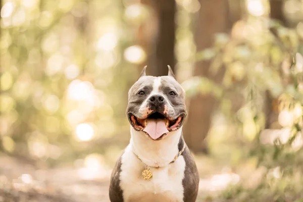 美国斯塔福德郡特瑞尔犬户外肖像 夏天的狗 — 图库照片
