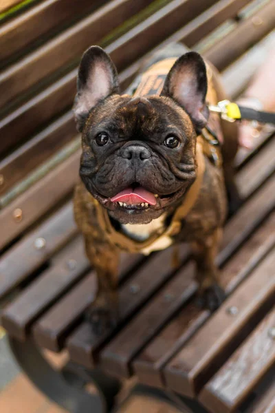 Bulldog Francés Mirando Hacia Arriba Perro Paseo — Foto de Stock