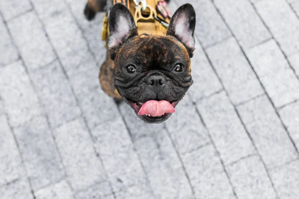 Bulldog Francês Olhar Para Cima Cão Passeio — Fotografia de Stock