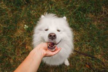 Komik köpek sahibi ile oynuyor. Samoyed köpeği dışarıda el yordamıyla oynuyor. Ağzı açık bir köpek. Üst görünüm