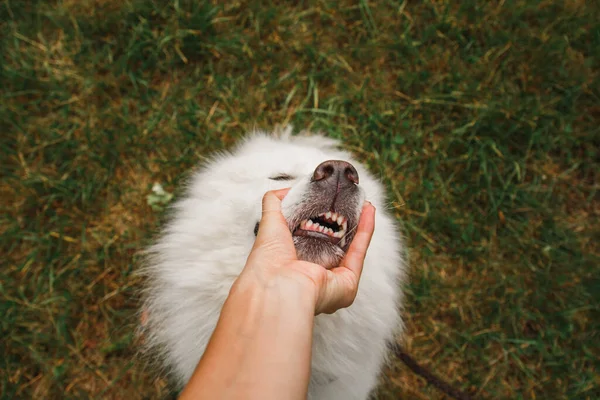 所有者と遊ぶ面白い犬 手の屋外で遊んでいる同じ犬 口を開いて犬 トップ表示 — ストック写真