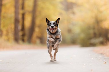Sonbaharda koşan genç mavi düdüklü köpek. Avustralya sığır köpeği. Sonbahar sezonu