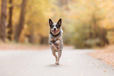 Sonbaharda koşan genç mavi düdüklü köpek. Avustralya sığır köpeği. Sonbahar sezonu